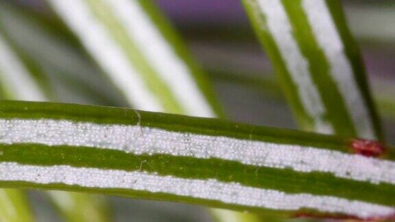 这是树叶白色晶体的微距镜头