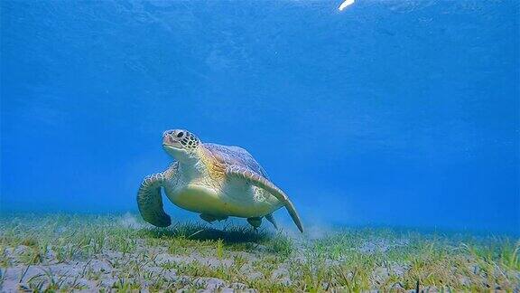 在红海游泳的绿海龟和鮣鱼马萨阿拉姆