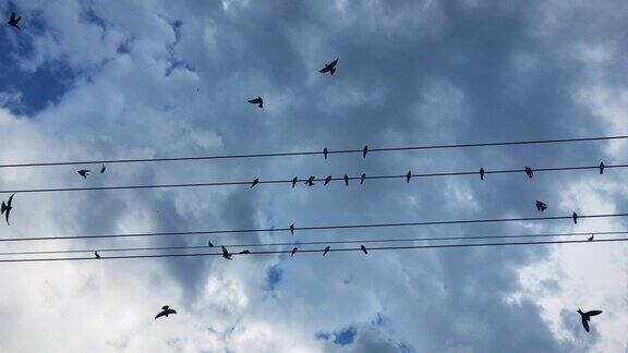 一群燕子停在电线上准备起飞