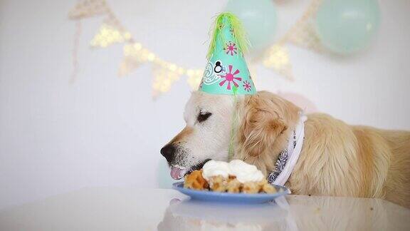金毛猎犬戴着派对帽吃蛋糕