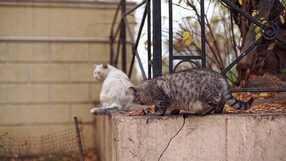 一只灰色的流浪猫在敖德萨公园外面吃东西