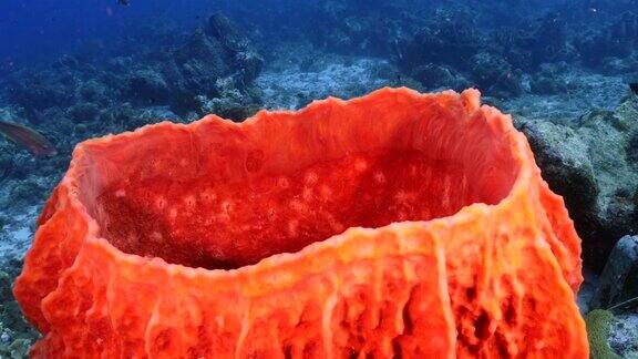 珊瑚礁海景在加勒比海库拉索岛附近的潜水地点拉根湖有大海绵