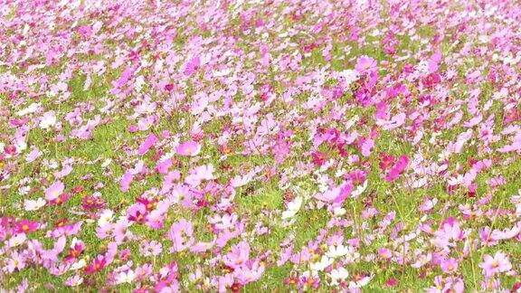 花园的粉红色鲜花盛开的户外非常漂亮