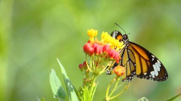 慢动作的蝴蝶飞过花与绿色的植物背景在花园里
