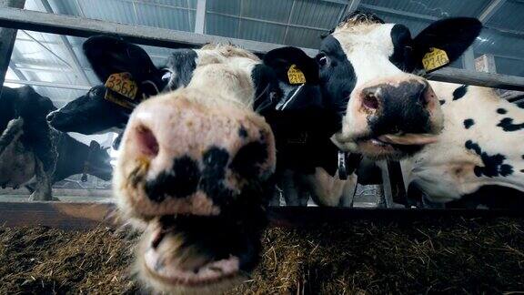 奶牛在喂养过程中的特写