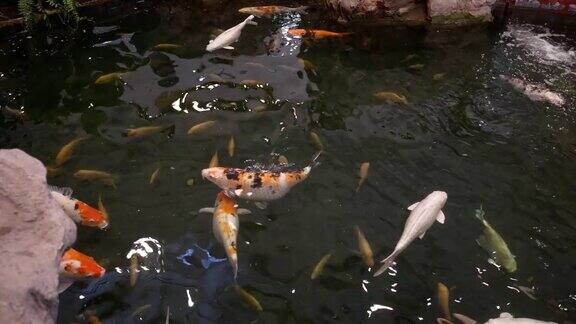 锦鲤在池塘里游泳