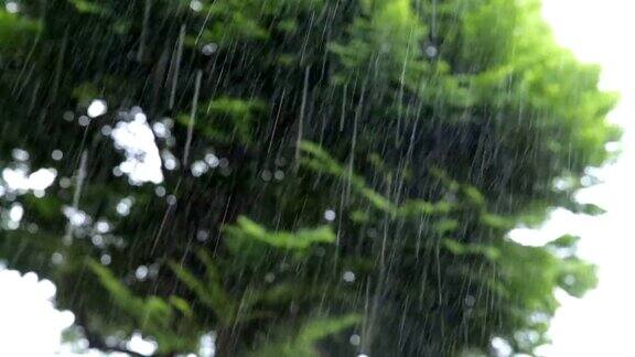 大雨伴随着树木的背景在空中摇曳