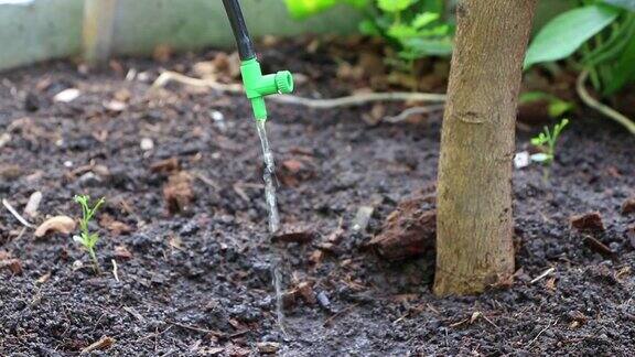 在花园和农场的滴灌系统通过水缓慢滴到植物的根部来节约水和营养