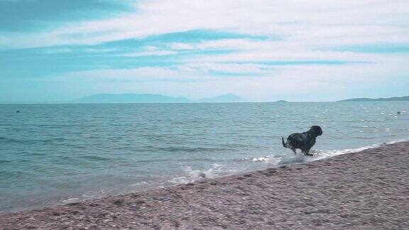 狗在空旷的沙滩上玩耍驯狗师正在海边扔塑料瓶和有趣的动物
