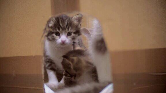 纸箱里的小猫纸板箱里的小猫可爱的小猫在纸板屋概念的生活方式