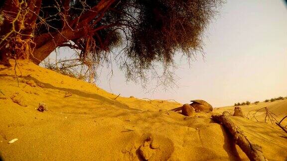 阿拉伯人在沙子里吃东西另一只鸟飞到沙漠后面的大海藻树上