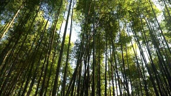 在日本京都的岚山竹林低角度观看