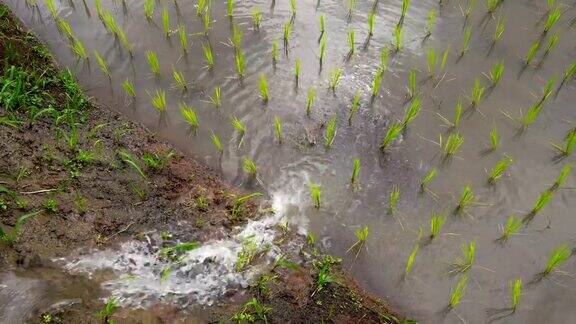 泰国清迈班帕邦派山部落村稻田梯田里的秧苗水从自然流向田野:俯视图