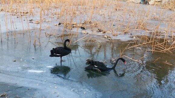 黑天鹅和他们的天鹅宝宝在湖里游泳
