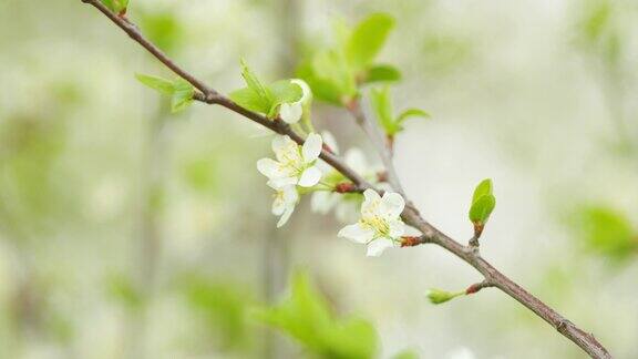 春天的背景是白色的樱花春天樱桃树的白色花朵缓慢的运动