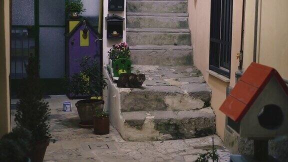 楼梯猫坐着的水泥楼梯意大利Terracina