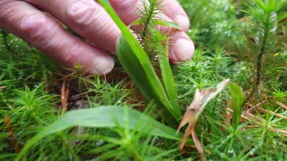 露水和苔藓森林里的苔藓