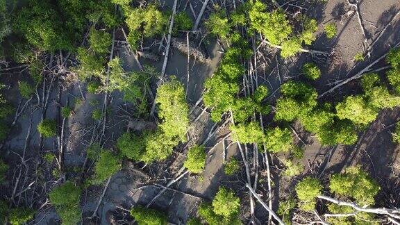 空中旋转和下降看死的干燥的红树林