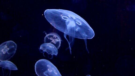 生物发光的水母