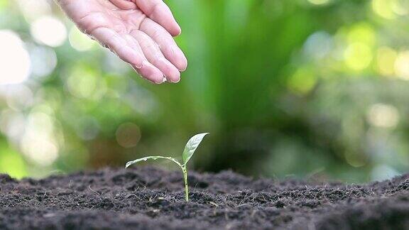 用手浇灌幼苗植物维护和灌溉在肥沃土壤上生长的幼苗关爱新生命全高清