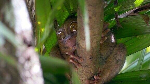 野生眼镜猴在丛林中的一棵树上坐着动着