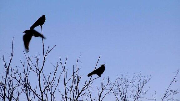 树上的两只乌鸦