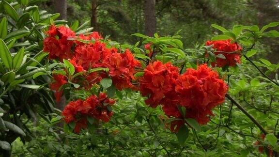 杜鹃花(杜鹃花科)植物6