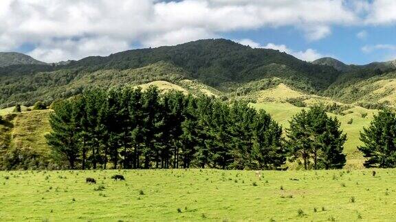 时间流逝的牛在自由放养牧场的生物自然农场在绿色的新西兰山