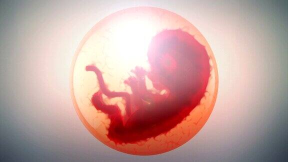 胎儿的动画