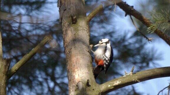 美丽的森林啄木鸟Dendrocoposmedium在树上寻找食物
