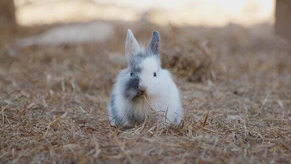 兔子在农场里吃着干草看着镜头