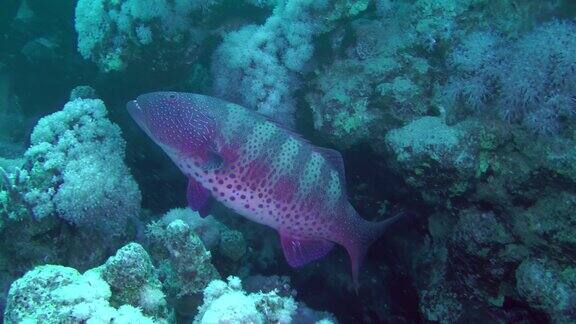 大豹石斑鱼在珊瑚礁的背景
