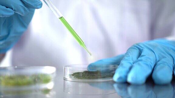 科学家们正在研究藻类生物特写