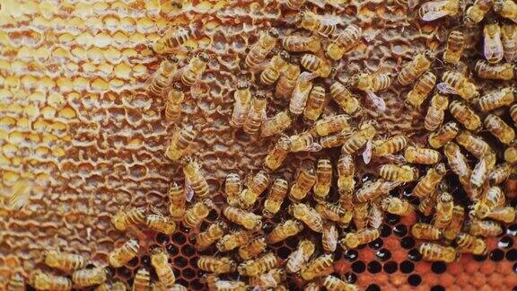 养蜂蜜蜂在蜂巢里整理蜂房特写