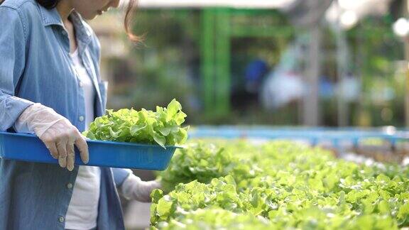 妇女在大棚水培农场收获水培蔬菜