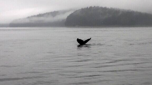一头鲸鱼的尾巴潜入阿拉斯加的太平洋水域