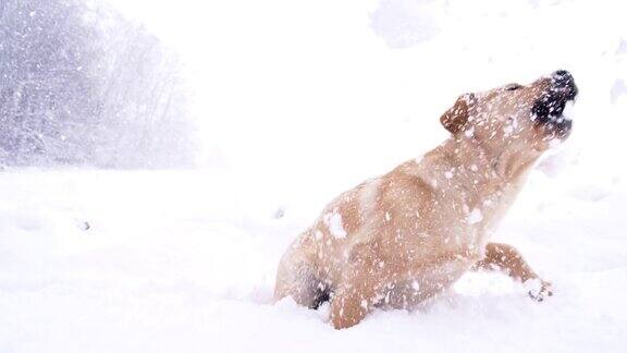 慢动作小狗在雪中玩耍