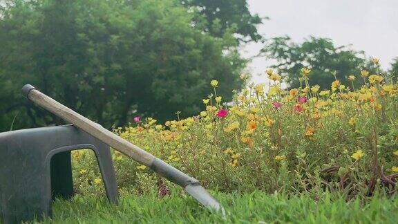 SLO莫;马齿苋;盛开的普通马齿苋花与蜜蜂