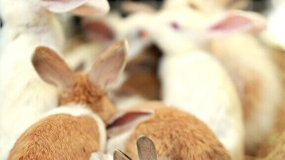 在动物饲养场喂兔子兔子站着吃饭慢动作