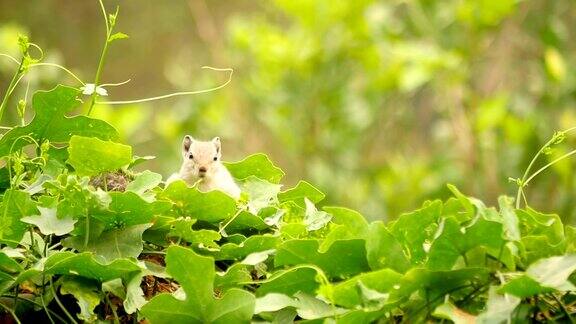 绿叶中的棕榈松鼠