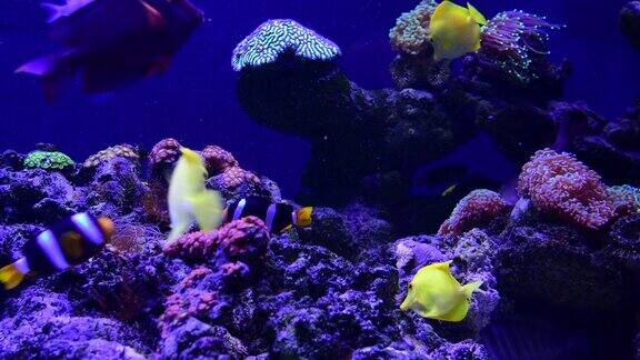 珊瑚礁水族馆鱼类海葵近海海水4k视频