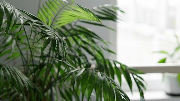 绿色室内植物在白色的墙壁和窗户简约风格的室内装饰