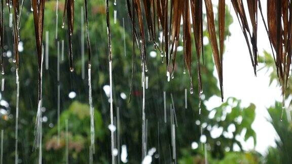 雨水从棕榈屋顶的边缘滴落下来