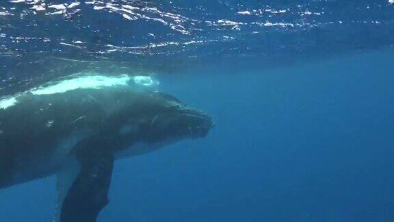 近景小座头鲸与潜水员在太平洋水下