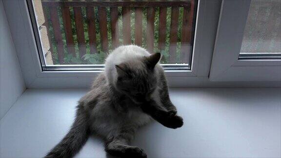 猫在洗窗台