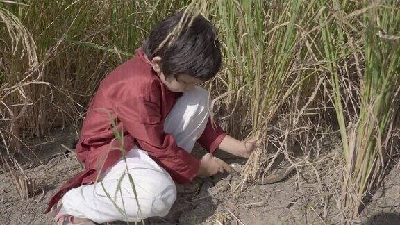在田里割庄稼的印度男孩