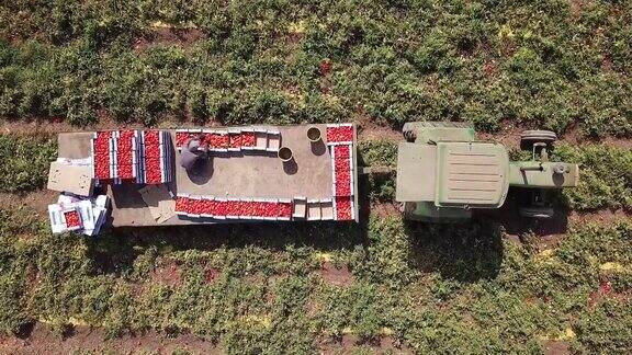 农民们在拖拉机上装载刚收获的番茄