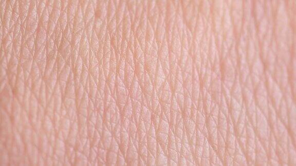 人类皮肤