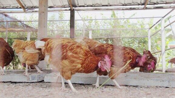 有鸡蛋的母鸡正在农场里吃东西动物的食物