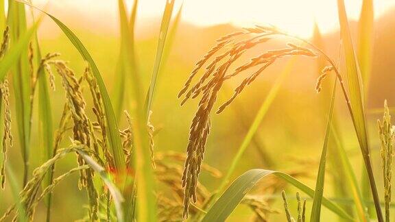 稻穗在夕阳下闪闪发光在夕阳的金光照耀下靠近稻田里的泰国稻穗